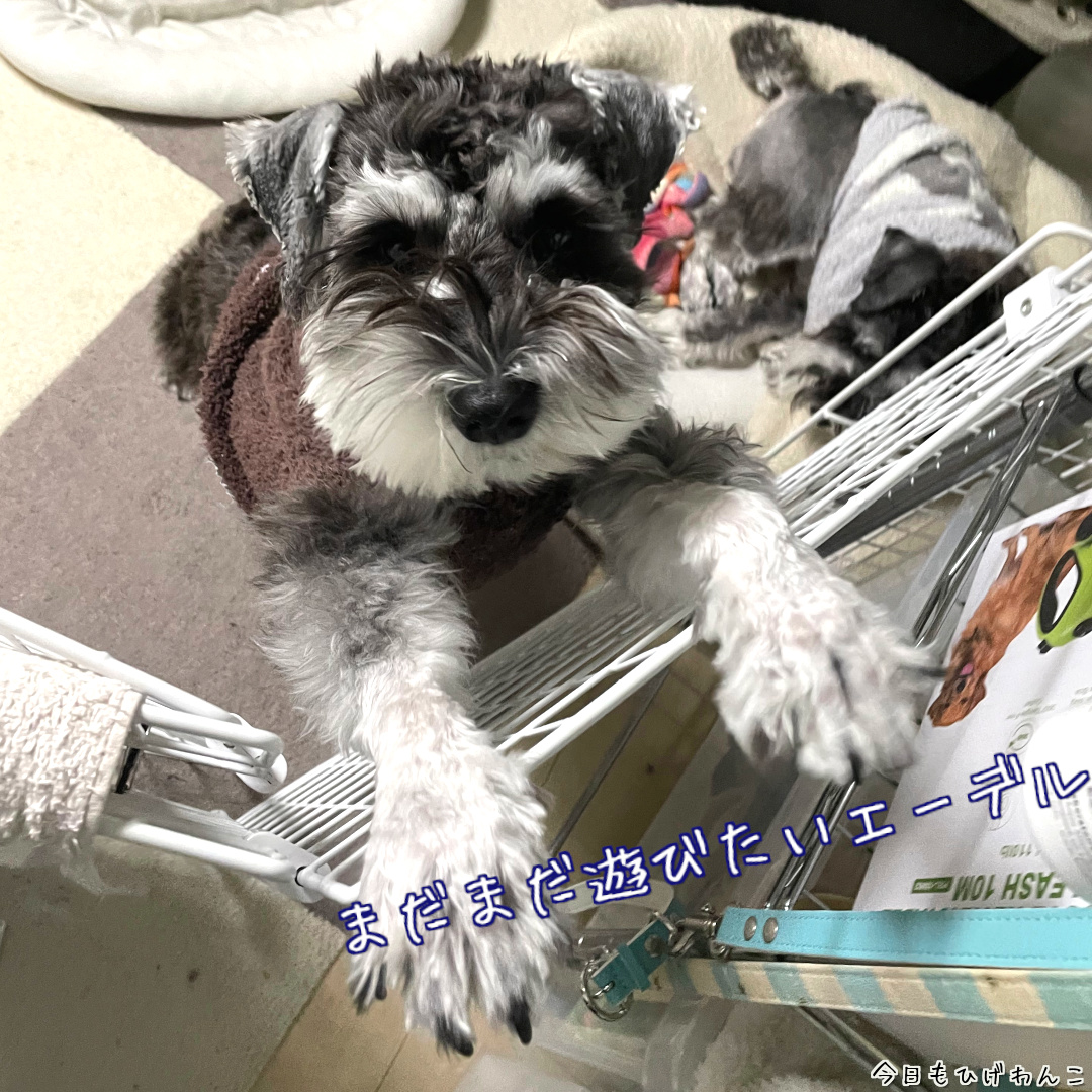 まだ遊びたいっ！