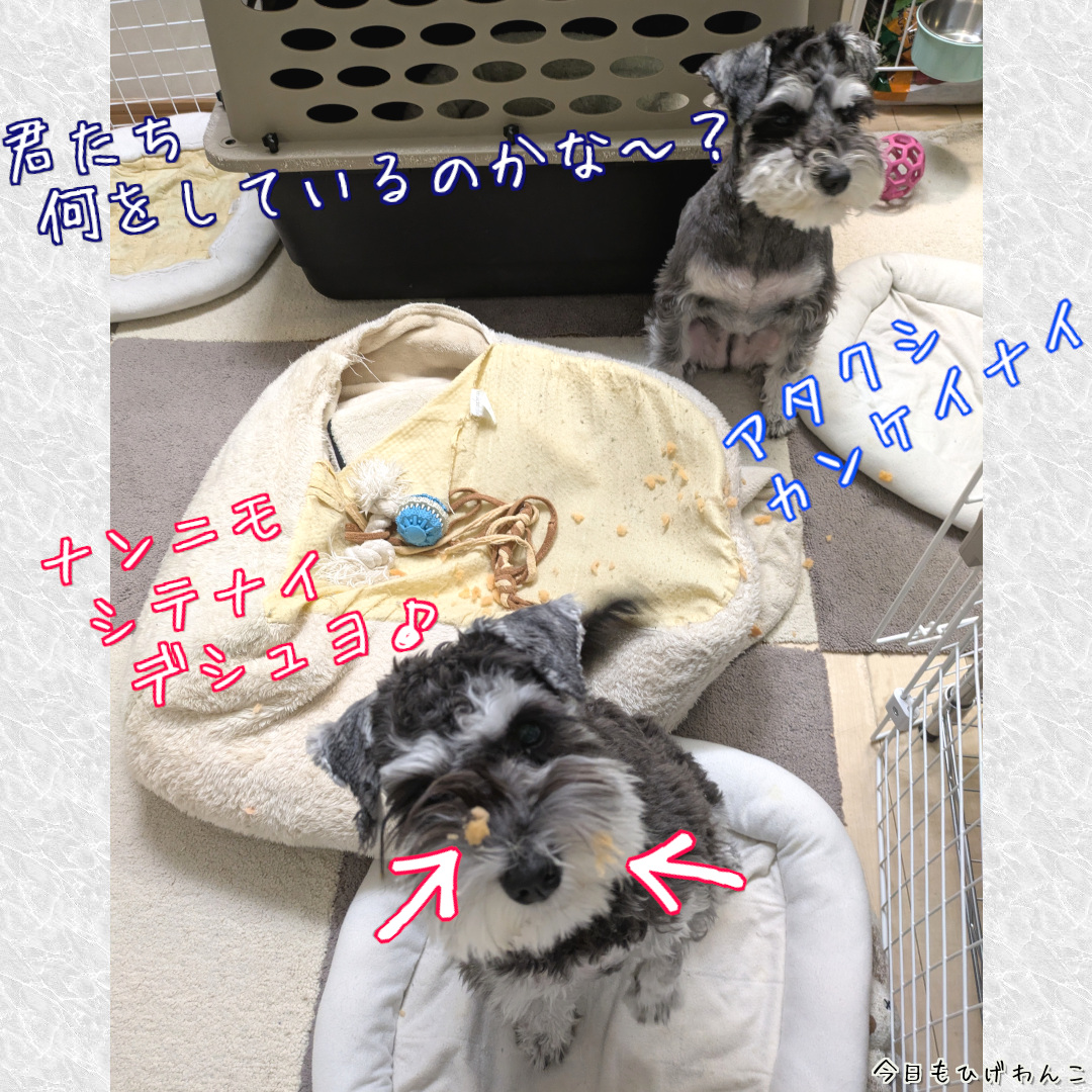 ナンニモ シテマセン