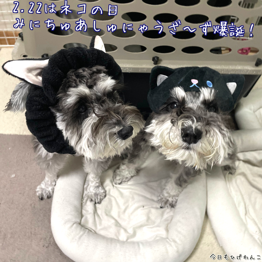 みにちゅあしゅにゃうざ～ず爆誕！！