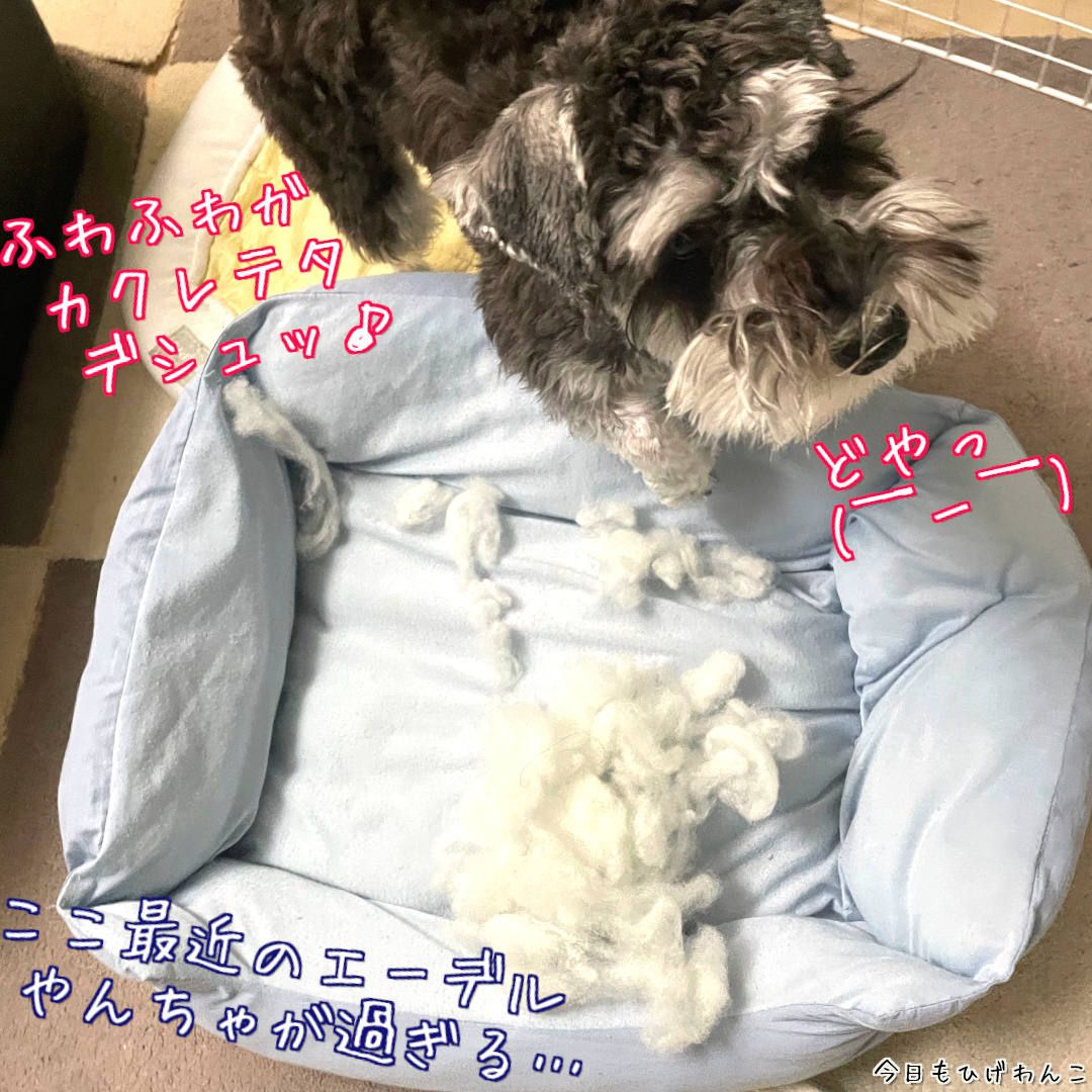 ふわふわガ カクレテタ