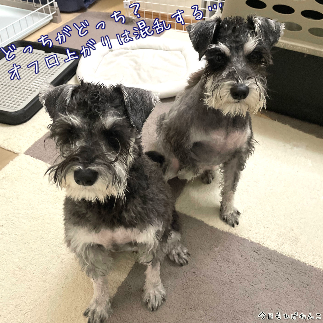 どっちがどっち？