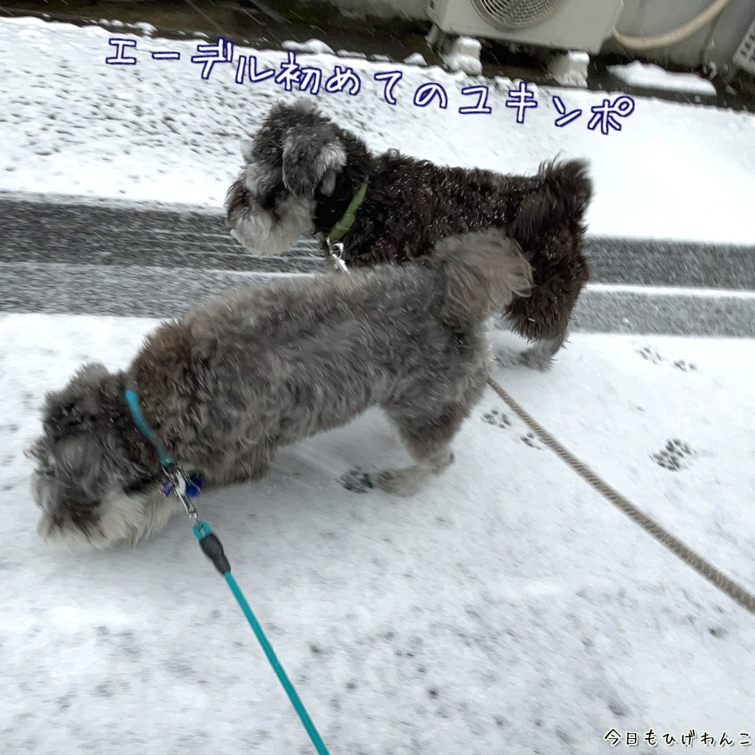 初めてのユキンポ