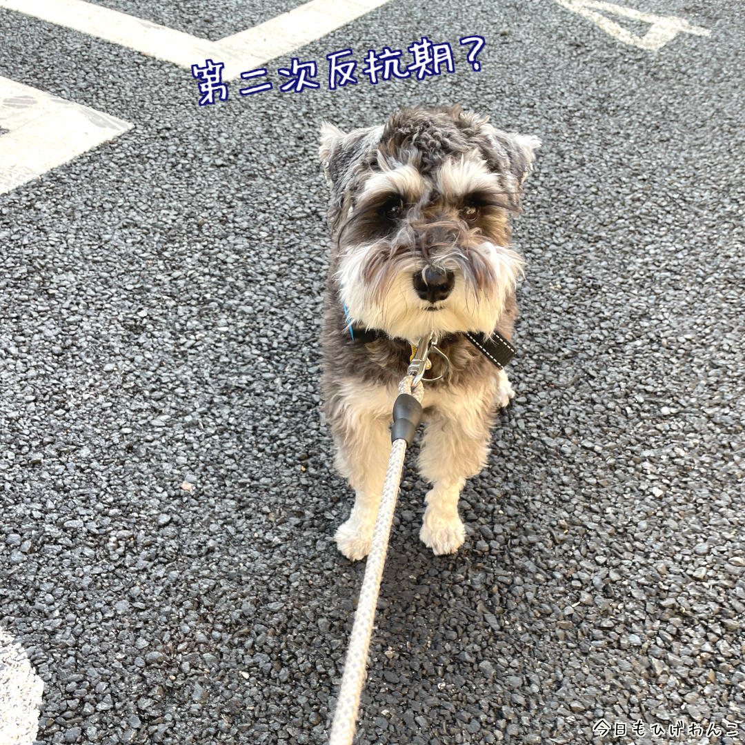 第二次反抗期？