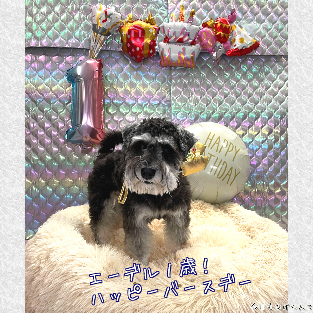 エーデル１歳！