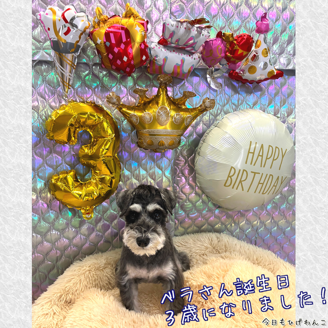 ベラさん３歳