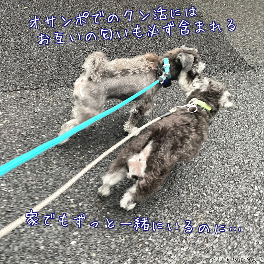 クン活にはお互いの匂いも含まれるらしい