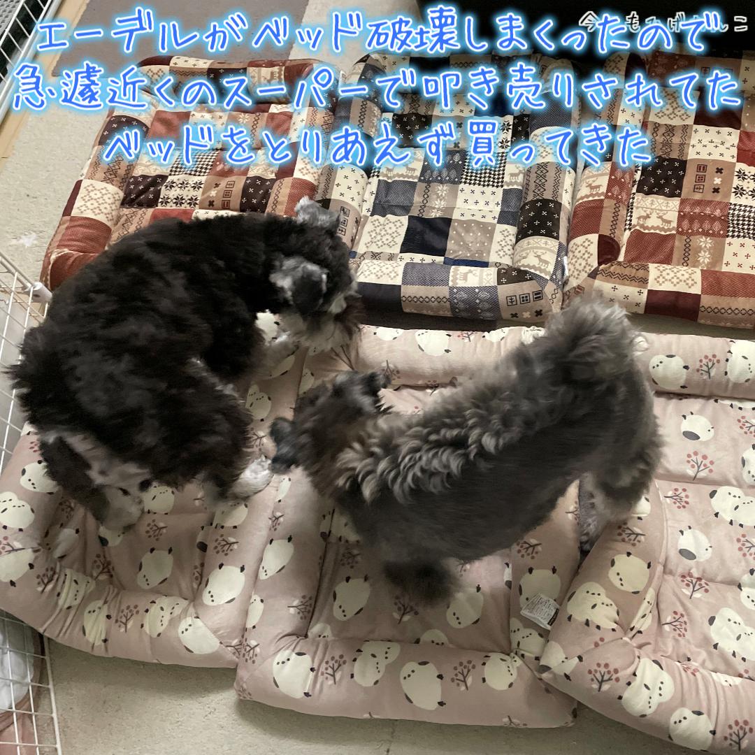 新しいベッド買ってきた