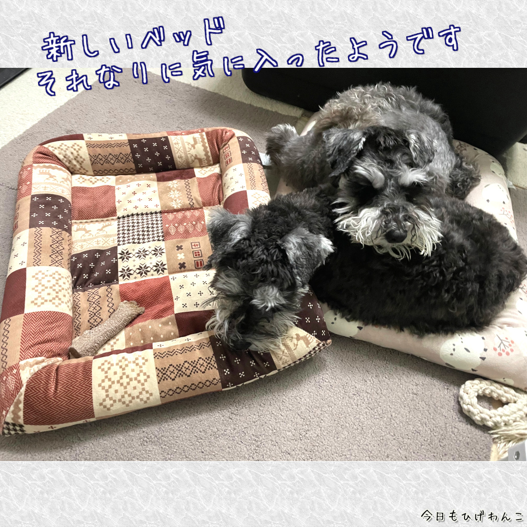 新調ベッドはそれなりに気に入った？