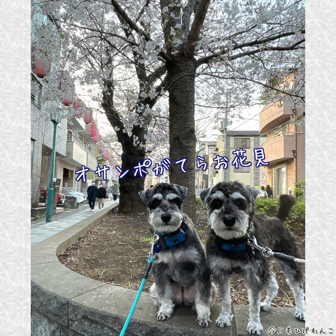 お花見ワンコ