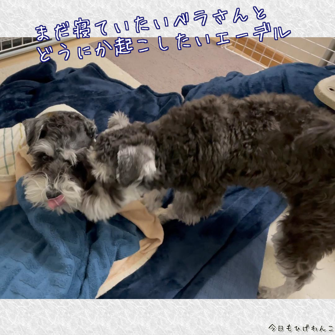 ベラさんは寝坊がち