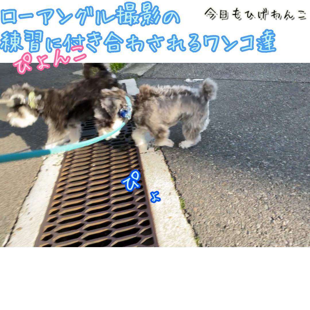 ローアングル撮影に付き合わされるワンコ達