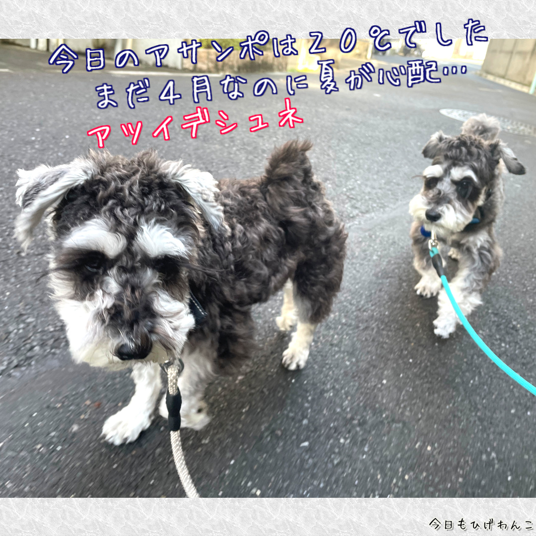 ４月なのにアサンポ２０℃