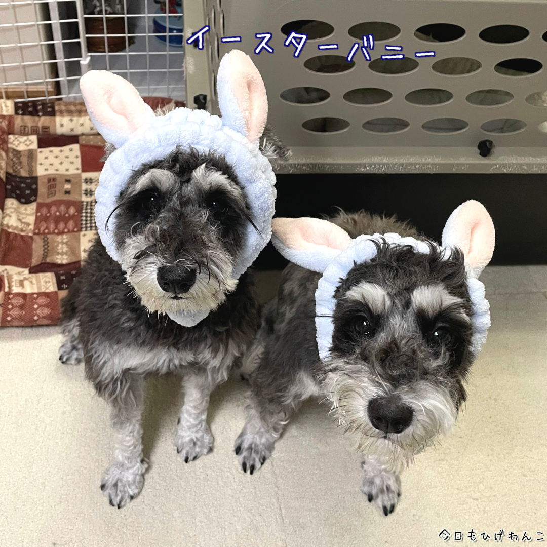 イースターバニー