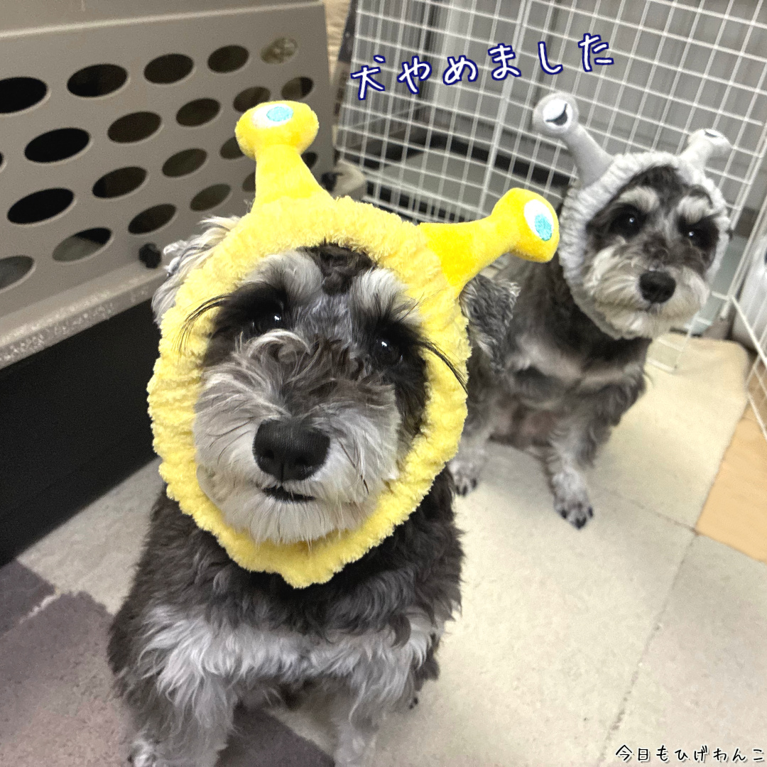 犬やめました